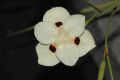 image of Moraea 