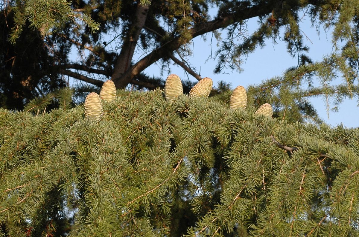 Pinaceae Cedrus deodara