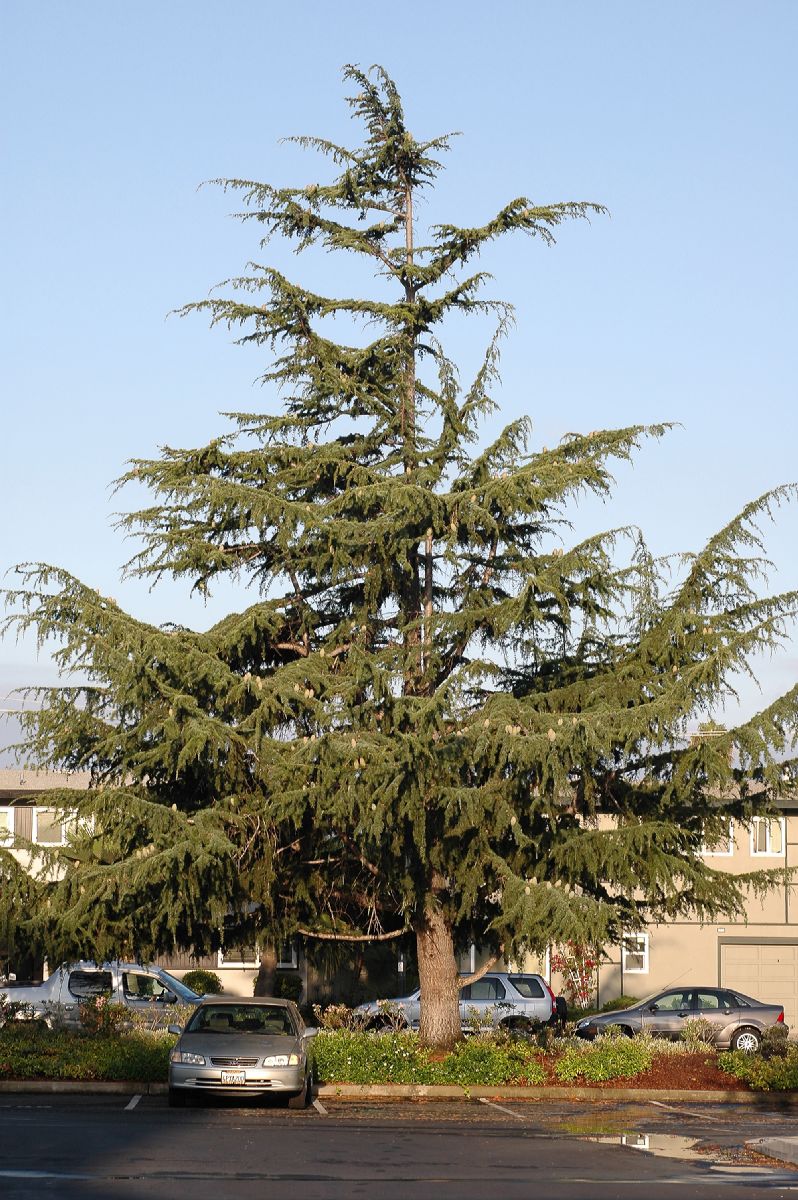 Pinaceae Cedrus deodara