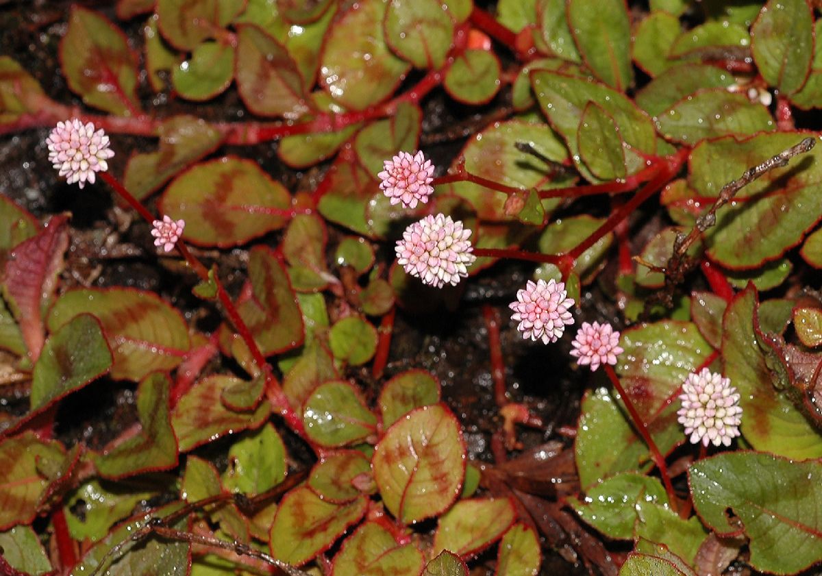 Polygonaceae Polygonum 
