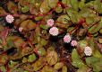 image of Polygonum 
