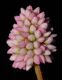 image of Polygonum 
