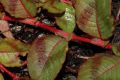 image of Polygonum 
