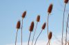 image of Dipsacus fullonum