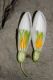 image of Galanthus nivalis