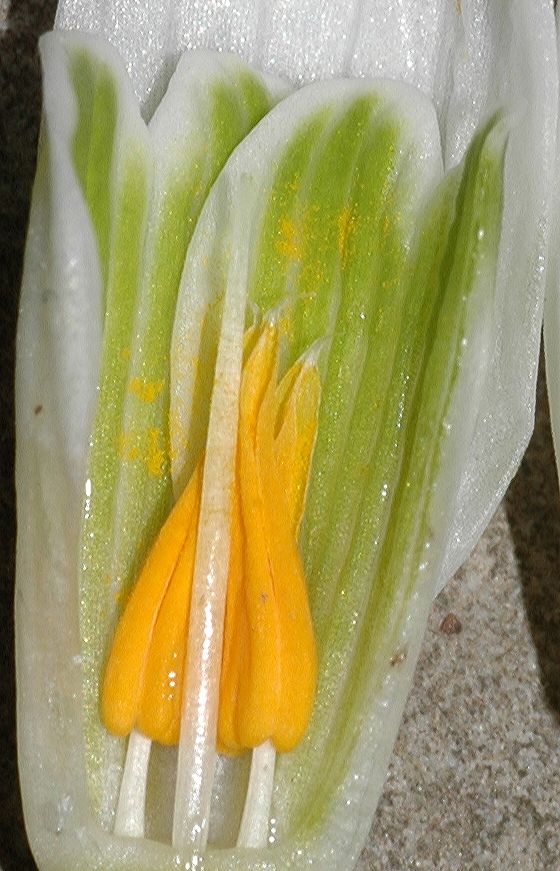 Amaryllidaceae Galanthus nivalis