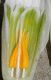 image of Galanthus nivalis