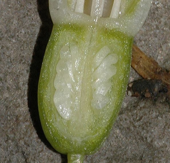 Amaryllidaceae Galanthus nivalis