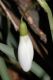 image of Galanthus nivalis