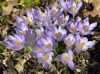 image of Crocus tommasinianus