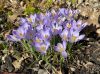 image of Crocus tommasinianus