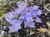 image of Crocus tommasinianus