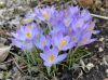 image of Crocus tommasinianus