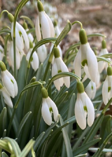 Amaryllidaceae Galanthus elwesii