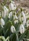 image of Galanthus elwesii