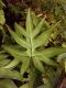 image of Doryopteris palmata