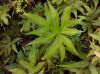 image of Doryopteris palmata