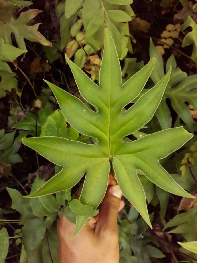 Pteridaceae Doryopteris palmata