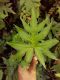 image of Doryopteris palmata