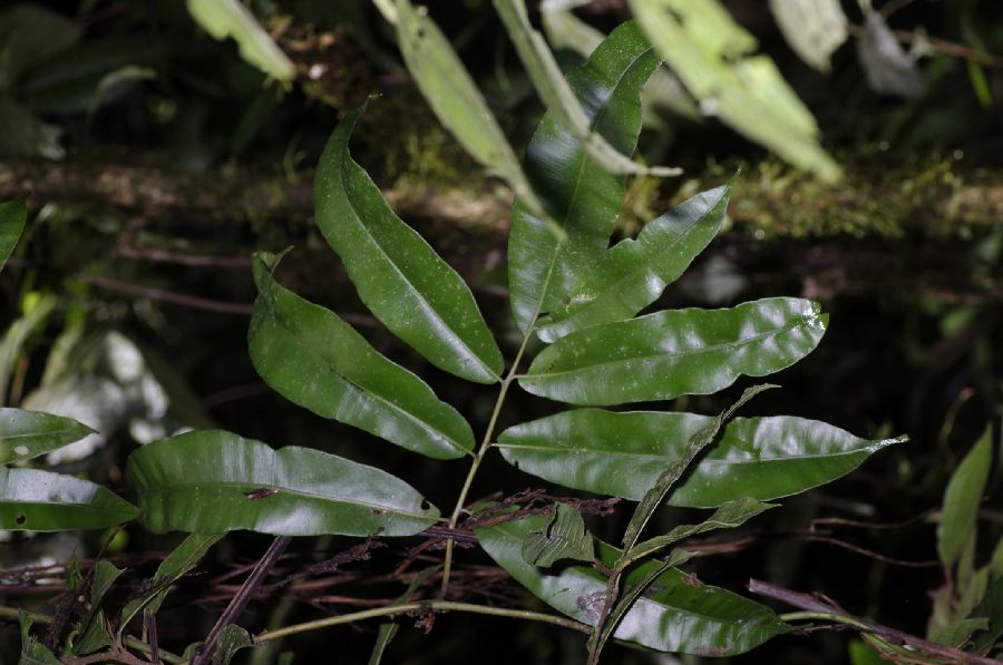 Blechnaceae Salpichlaena volubilis