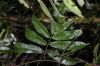 image of Salpichlaena volubilis