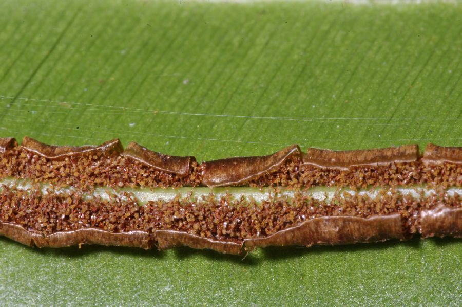 Blechnaceae Salpichlaena volubilis