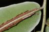 image of Salpichlaena volubilis