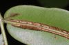 image of Salpichlaena volubilis