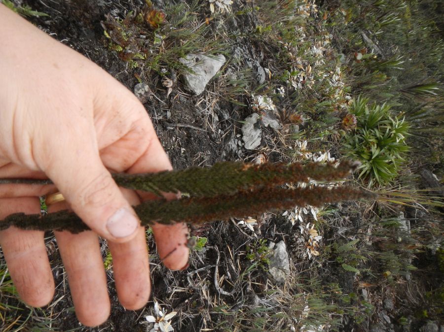 Hymenophyllaceae Trichomanes lucens