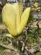 image of Magnolia liliflora