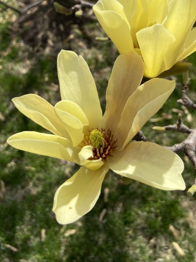 Magnoliaceae Magnolia liliflora