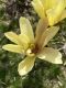 image of Magnolia liliflora