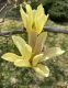 image of Magnolia liliflora