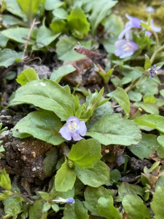 Phrymaceae Mazus pumilus