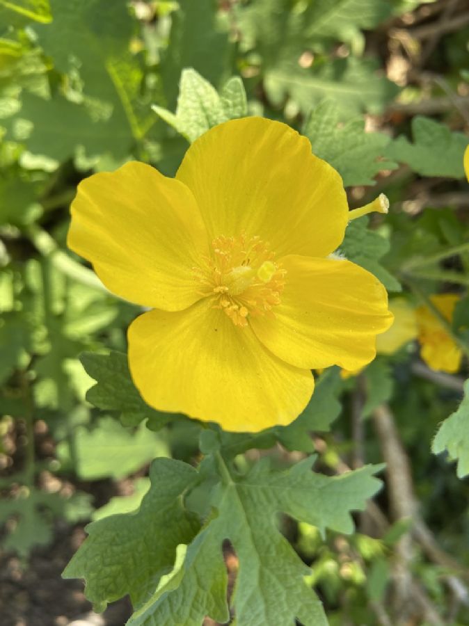 Papaveraceae Stylophorum diphyllum