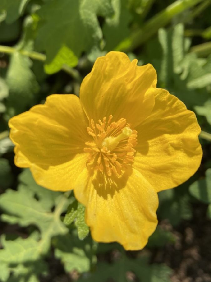 Papaveraceae Stylophorum diphyllum