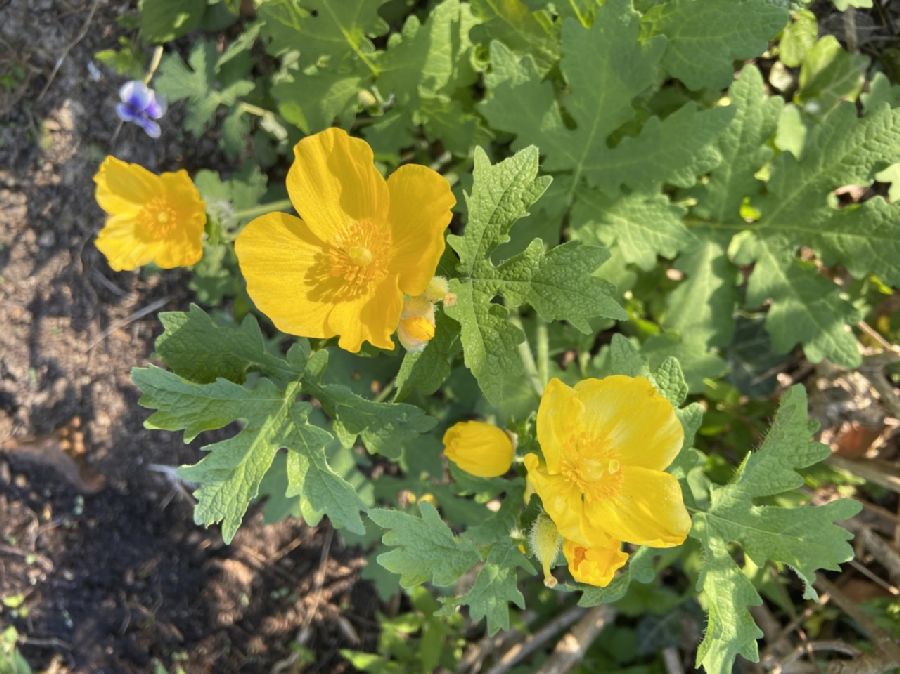 Papaveraceae Stylophorum diphyllum