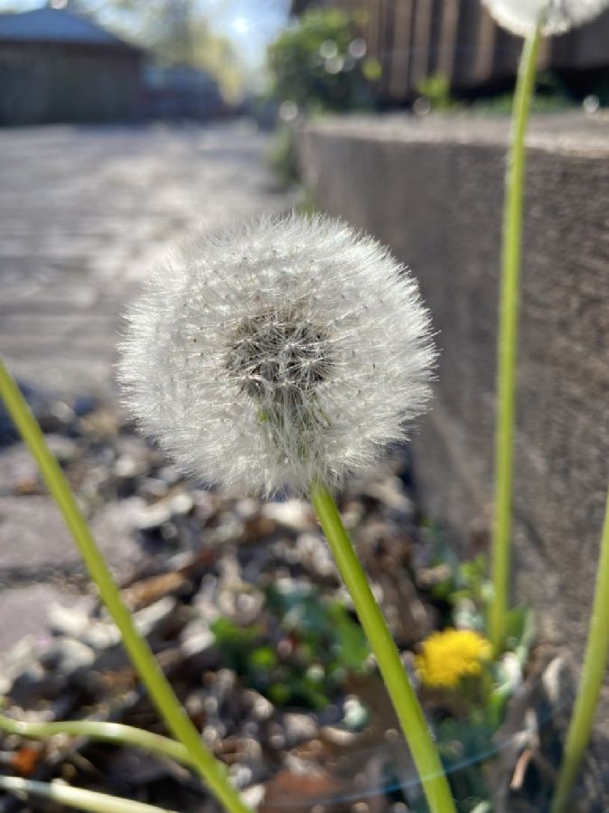Asteraceae Taraxacum officinale