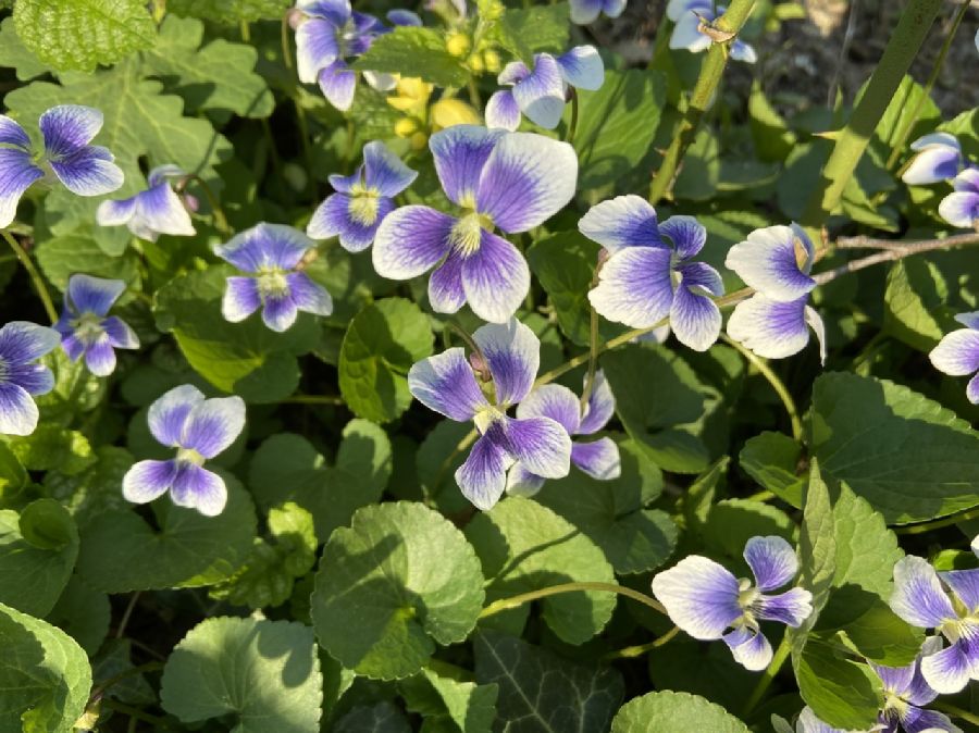 Violaceae Viola sororia
