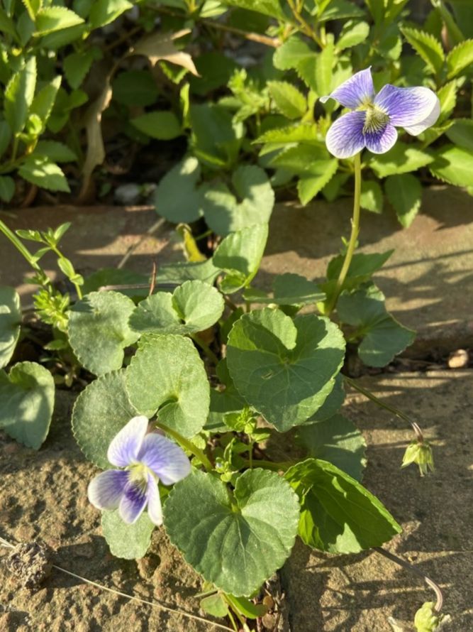 Violaceae Viola sororia
