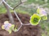 image of Cornus florida