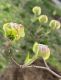 image of Cornus florida