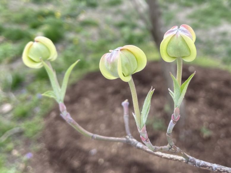Cornaceae Cornus florida