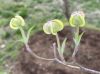 image of Cornus florida