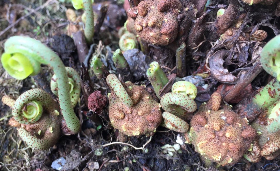 Dryopteridaceae Elaphoglossum 