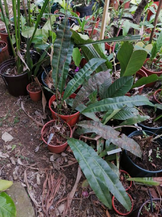 Dryopteridaceae Elaphoglossum 