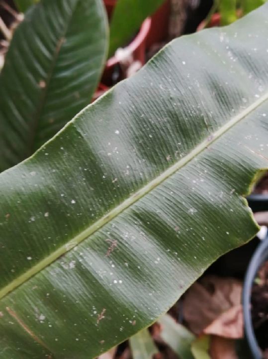 Dryopteridaceae Elaphoglossum 