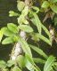 image of Microgramma brunei
