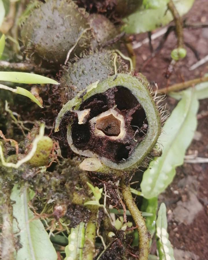 Polypodiaceae Microgramma brunei