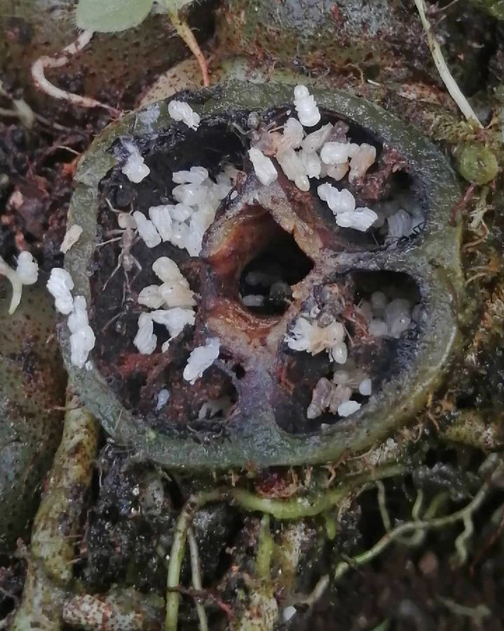 Polypodiaceae Microgramma brunei